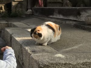 革堂の地域猫タマの写真