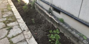 革堂藤袴の苗の地植え写真