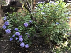 革堂行願寺裏庭の紫陽花の写真
