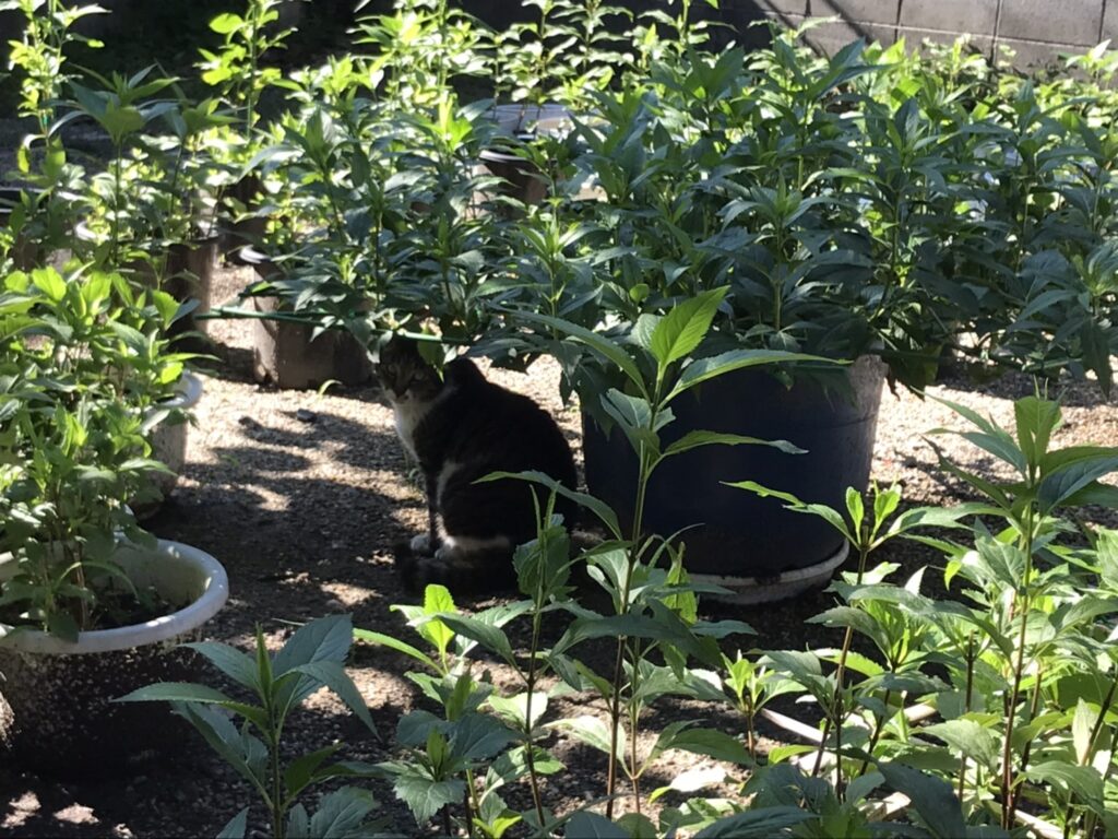 猫が藤袴の影で休憩する写真