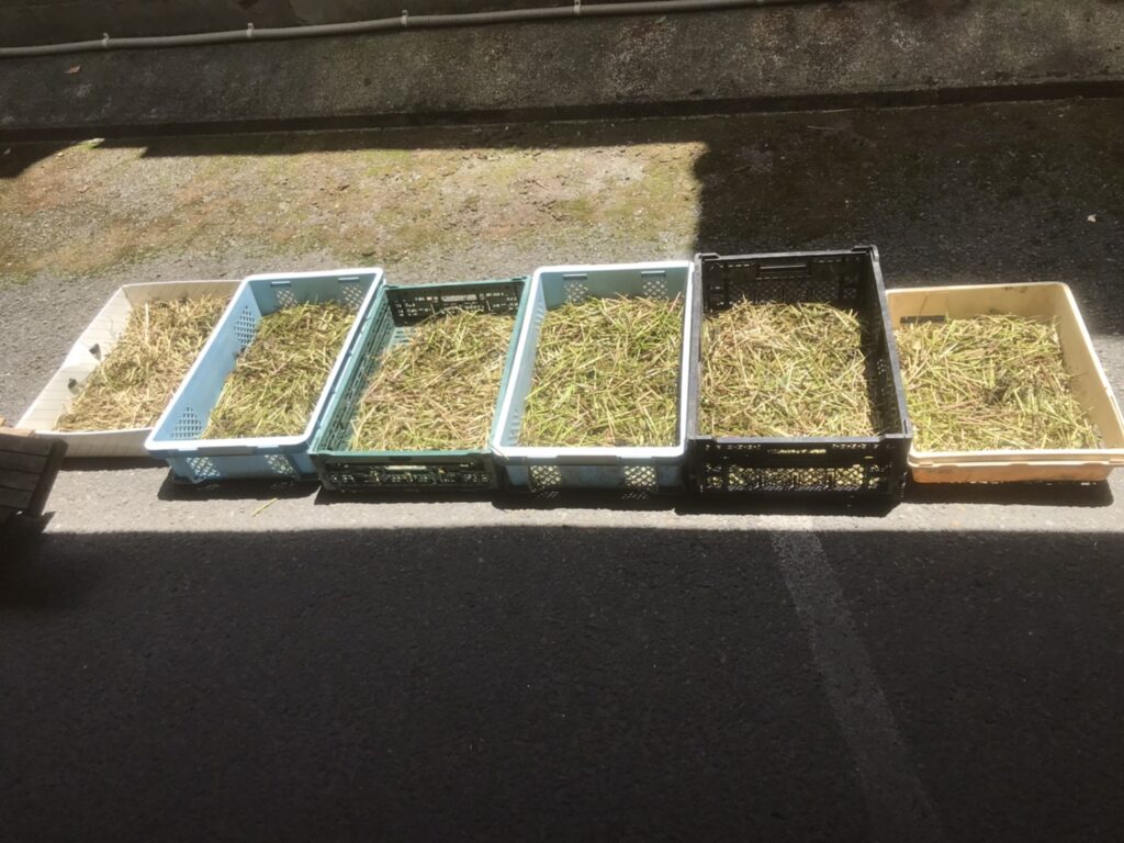 藤袴の茎を乾燥させる写真
