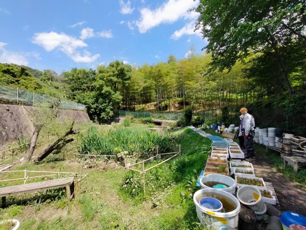 京都深草のビオトープの写真