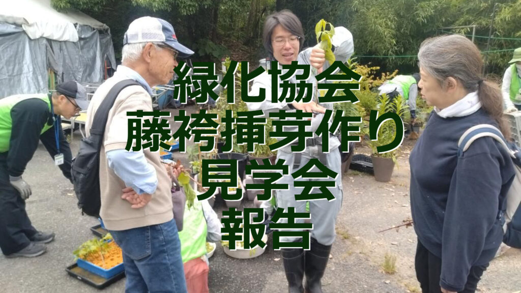 藤袴挿芽作り見学会
