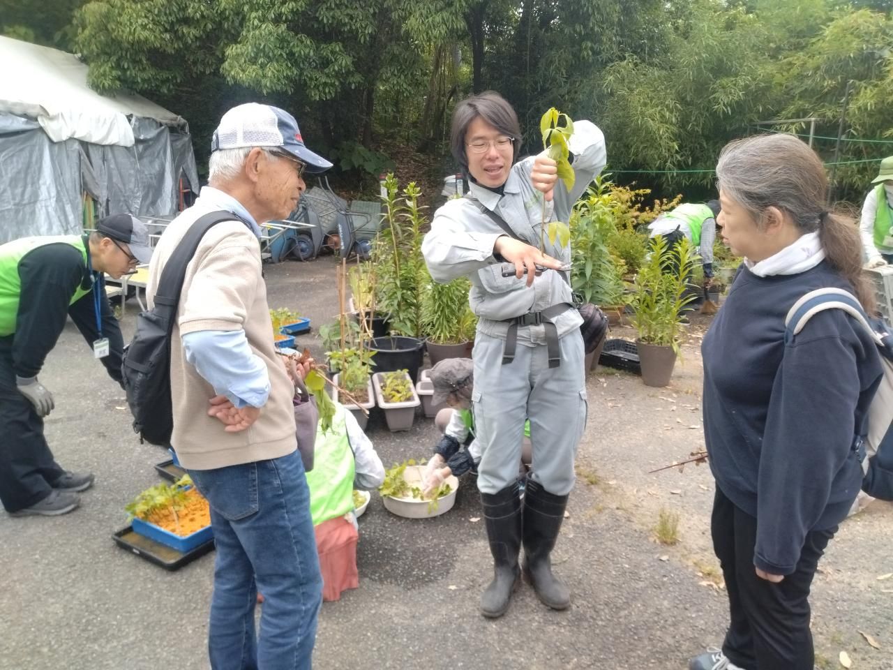 藤袴挿芽作り見学会