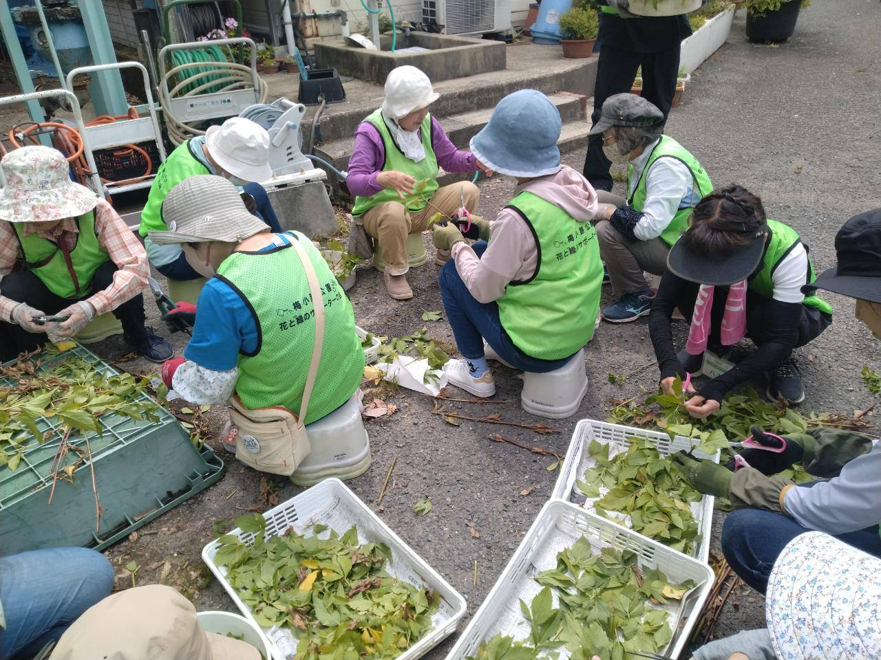 藤袴挿芽作り見学会