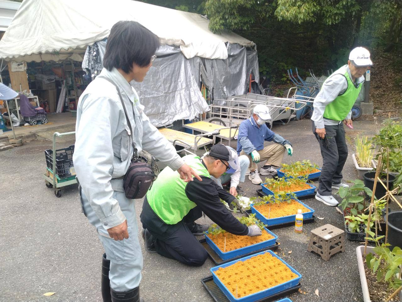 藤袴挿芽作り見学会