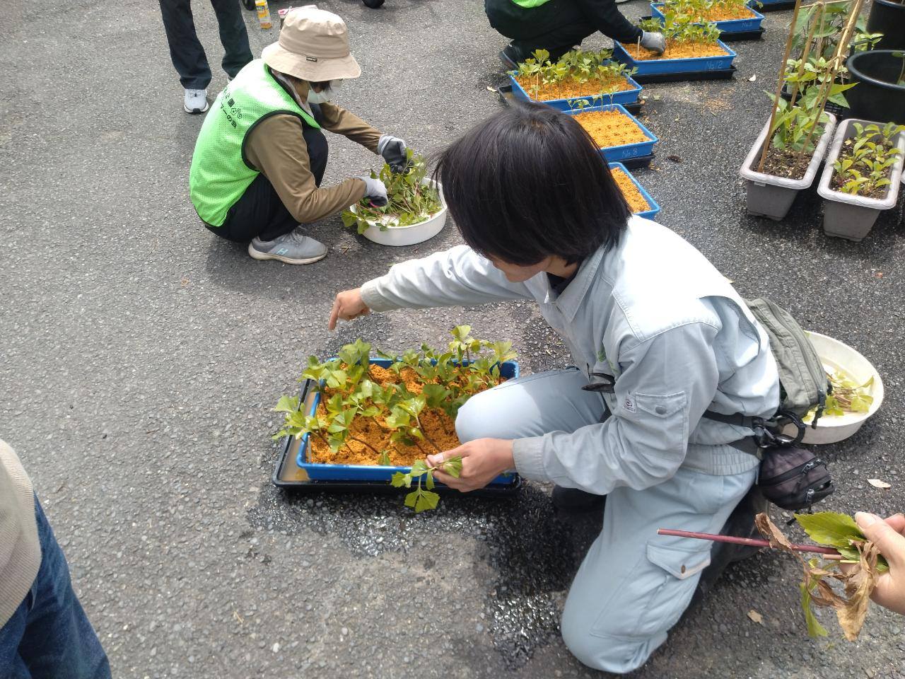 藤袴挿芽作り見学会